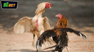 da-ga-mien-tay-tai-86bet