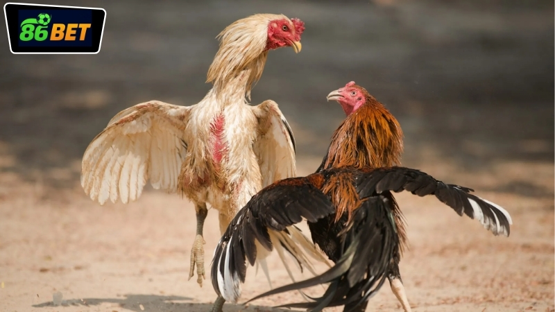 da-ga-mien-tay-tai-86bet